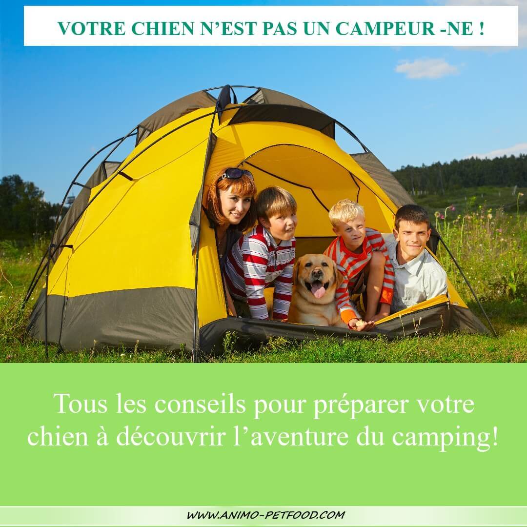 camping tente avec chien_conseil camping chien